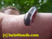 /home//u458753944/public_html/sourcegallery//////////////Insects and small critters/millipedes and centipedes/P1130872.JPG
